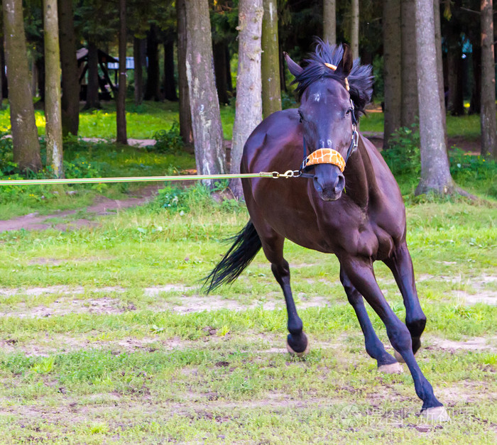 黑暗匹棕色的马跑得快