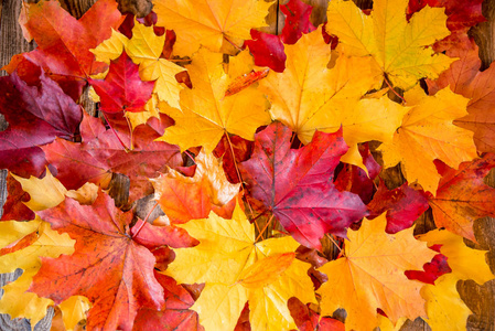 许多黄色和红色的秋叶