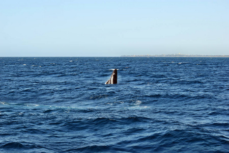 座头鲸 Megaptera novaeangliae 违反澳大利亚昆士兰阳光海岸