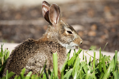 可爱兔子兔在花园里的特写