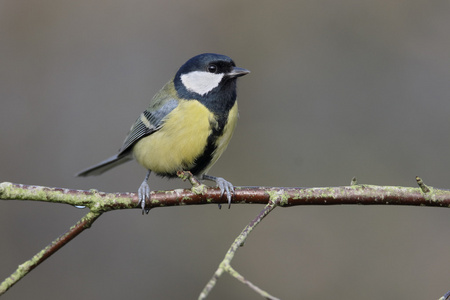 大山雀，parus 主要