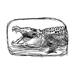 插画矢量涂鸦手绘的草图鳄鱼砼照片