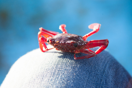 螃蟹在渔船在蓝色背景上照片