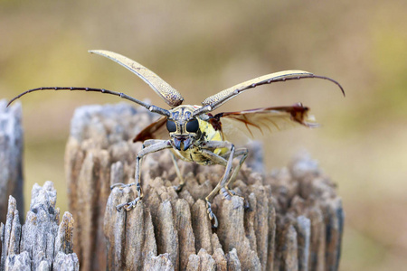 图像的斑点芒果 BorerBatocera numitor 在一个树桩上。甲虫