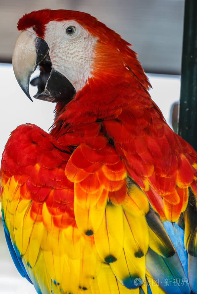 鹦鹉鹦鹉红色和黄色
