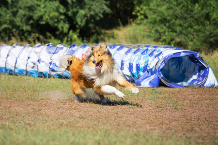 竞赛犬图片