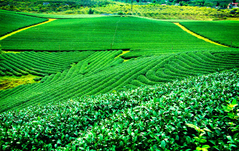 在越南茶种植园 Mocchau 高地