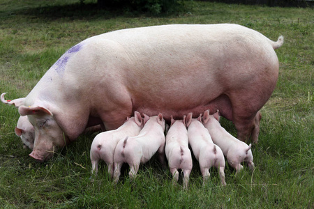 小猪母乳喂养动物农场农村现场特写