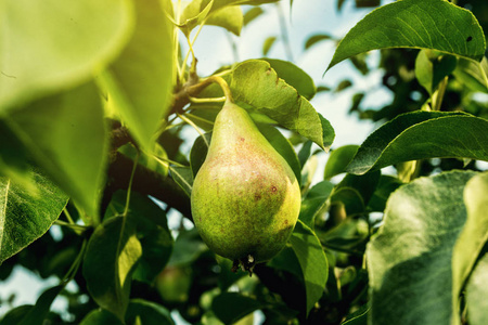 梨子挂对分支,未成熟的绿色梨子,梨树,挂在树上,夏季水果花园的美味