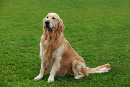 黄金犬图片大全大图图片