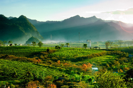 在越南茶种植园 Mocchau 高地