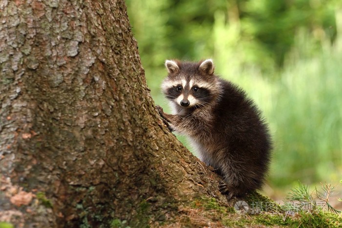 浣熊的干
