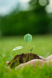 人权是小的绿色的植物与土壤手里拿着绿草的背景