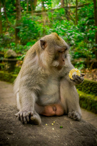 长尾猕猴食蟹猴在吃 cob 玉米，用他的手坐在岩石上，在印度尼西亚巴厘岛的乌布猴子林寺