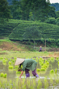 越南农民增长稻场图片