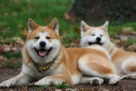 秋田犬在公共公园