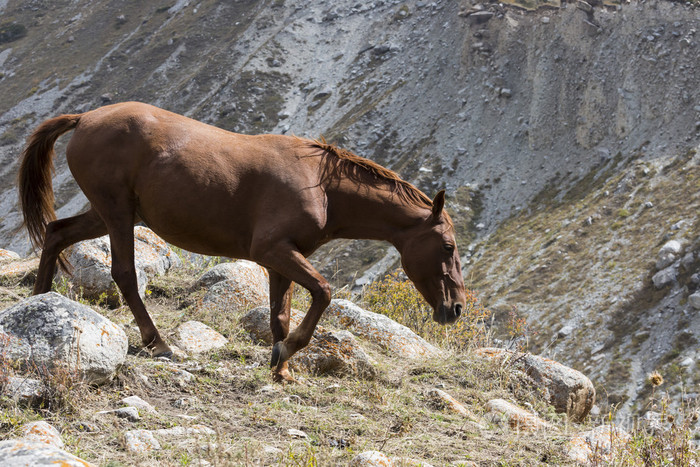 在吉尔吉斯斯坦山地景观在风景ala拱马