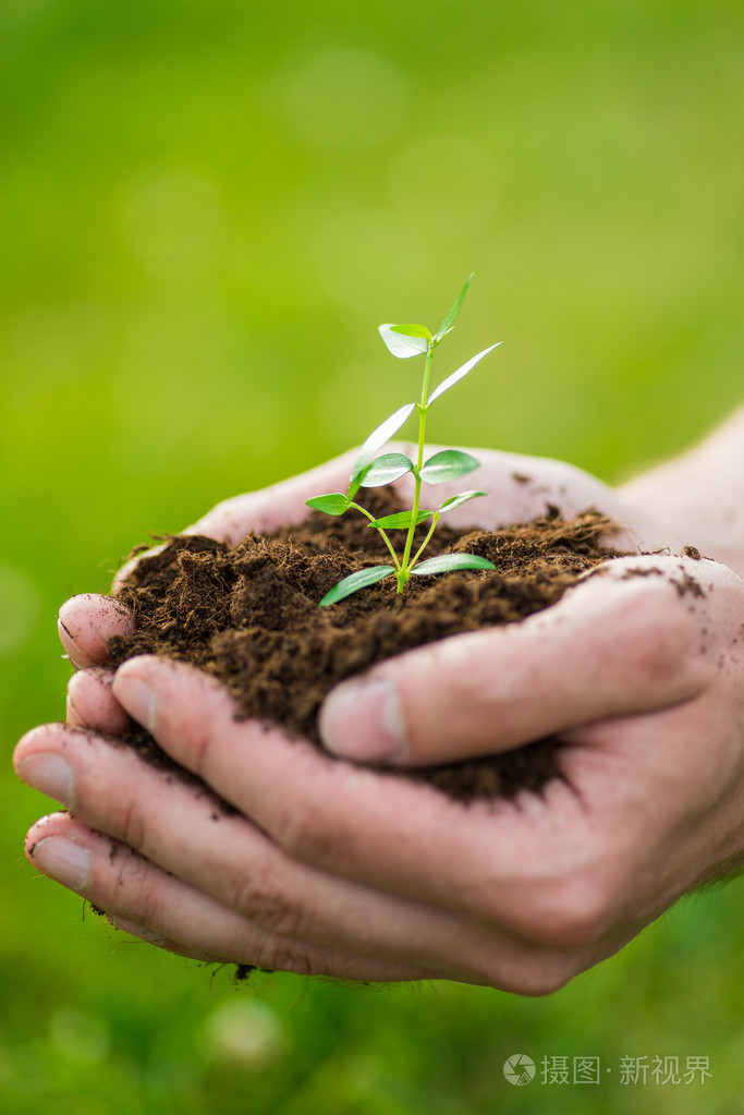人权是小的绿色的植物与土壤手里拿着绿草的背景