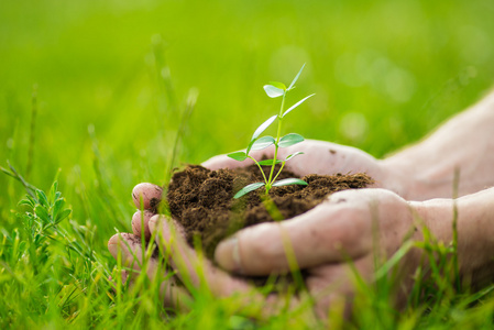 小植物对土壤图片