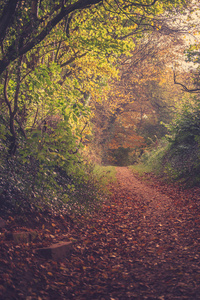 秋天的落叶的森林，在路上