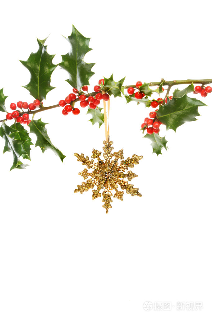 圣诞星在冬青树