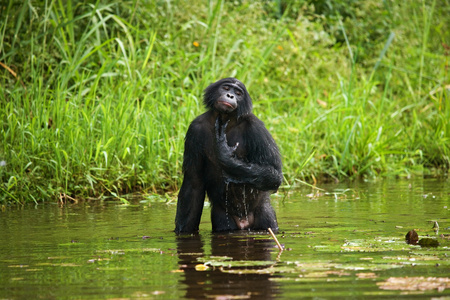 坐在黑猴子图片