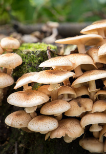可食用的蘑菇蜂蜜木耳的特写
