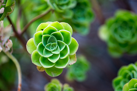 鲜花为您的设计的