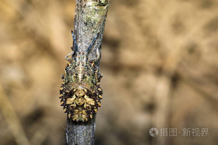 在干枯的树枝上的bug半翅目图像昆虫动物