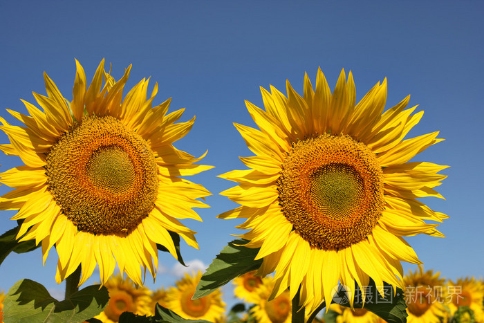 两个向日葵在一个清晨