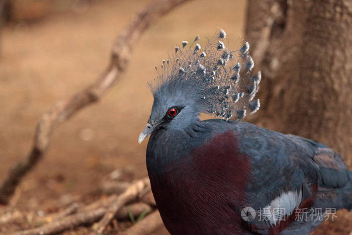 维多利亚冠鸽被称为goura维多利亚