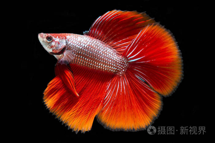 红色的斗鱼暹罗斗鱼在黑色背景上