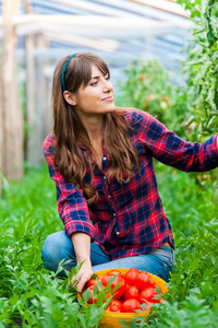 年轻女子在温室西红柿收获