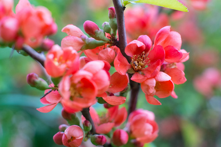 日本海棠花照片