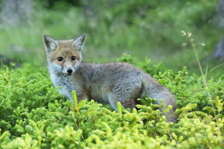 年轻的红狐狸在森林里对夏季Vulpes Vulpes