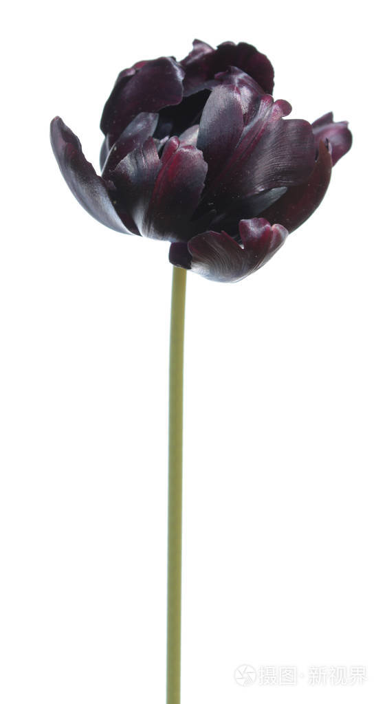 孤立在白色背景上的黑色鹦鹉郁金香花