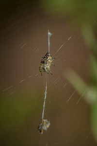 蜘蛛蜘蛛 web 上