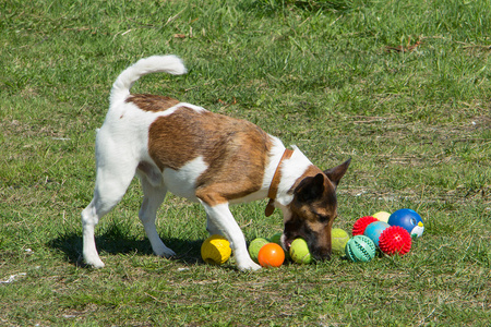 狗玩彩球