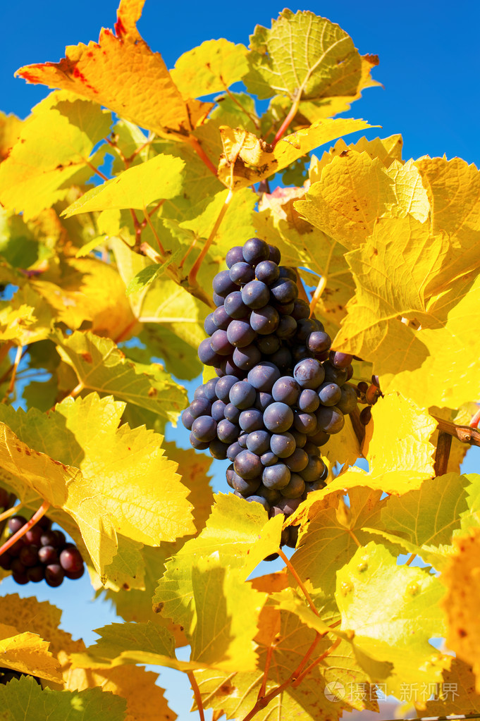 秋季蓝色成熟的葡萄挂在葡萄藤上蓝蓝的天空酒泉