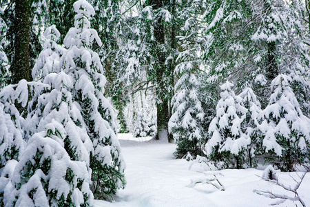 深刻的看法，在冬天白雪覆盖的森林