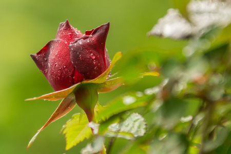 哭泣的雨玫瑰图片