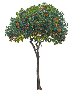 白色背景上的 tangerinetree