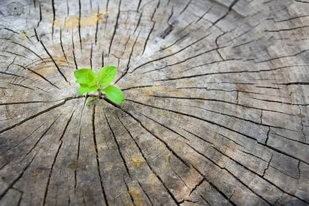 上升的老木萌芽,象征着新的生命斗争苹果树的生命周期.