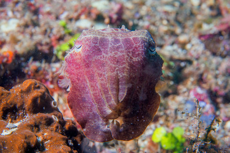 鱿鱼乌贼水下黑色熔岩砂多潜水照片