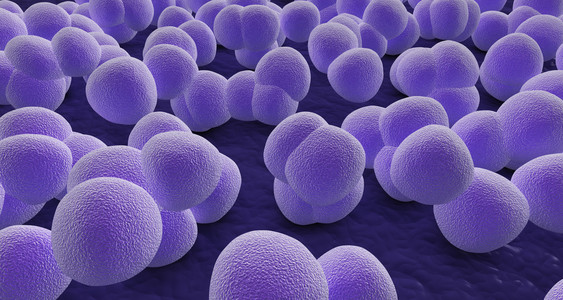 在显微镜下观察葡萄球菌图片