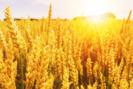 在充满灿烂的阳光下的田园风光.成熟的草甸麦田的耳朵的背景麦穗麦田.