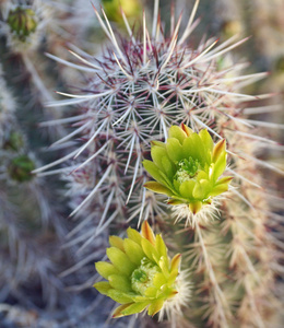 绿色的开花刺猬仙人掌图片