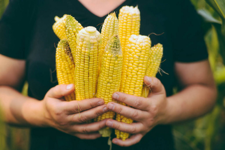 拿棒子农民在玉米田的手里拿着玉米棒子.近距离拍摄的照片