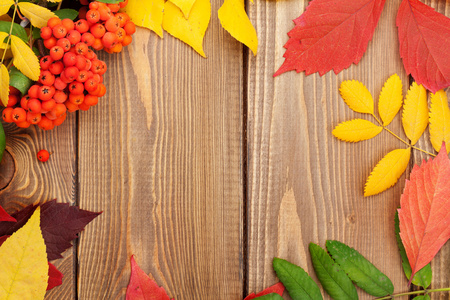 秋天的落叶和罗文浆果