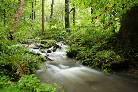 森林小溪的流水从山上照片